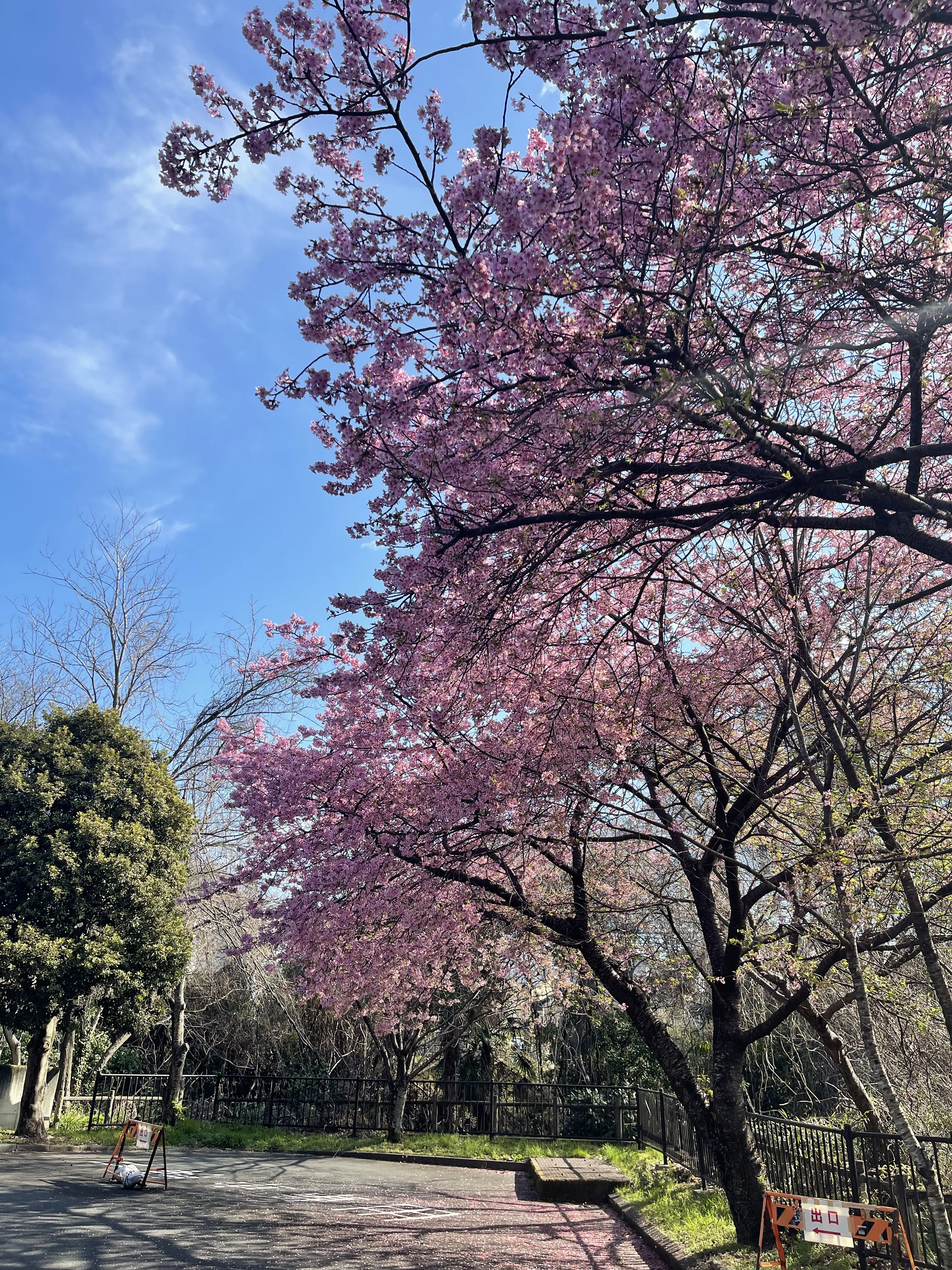 桜
